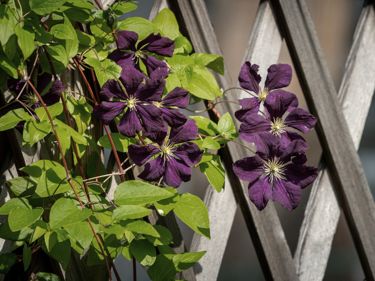 Bloeiende clematis tegen de schutting, aan een klimhulp
